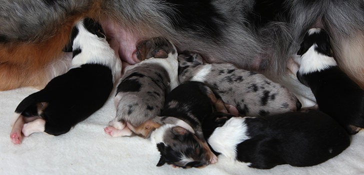 Общая оценка жизнедеятельности новорожденных щенков