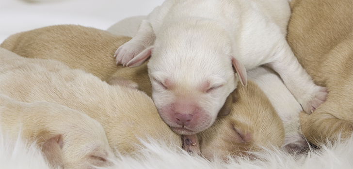 Смертность щенков в первые дни после рождения