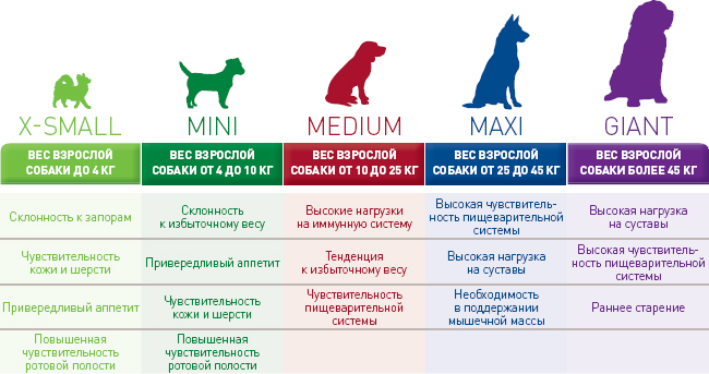 Особенности собак различных размеров