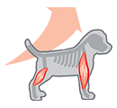 Формирование мускулатуры щенка ротвейлера
