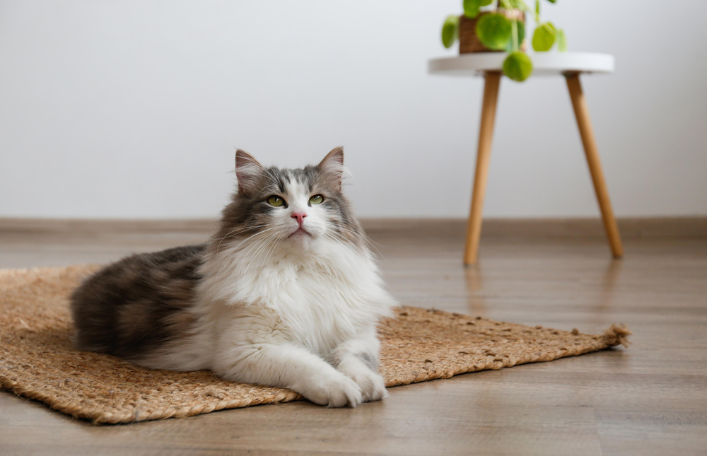 Сибирская кошка