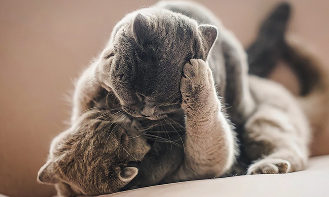 Как передается ВИК кошке Как передается ВИК кошке