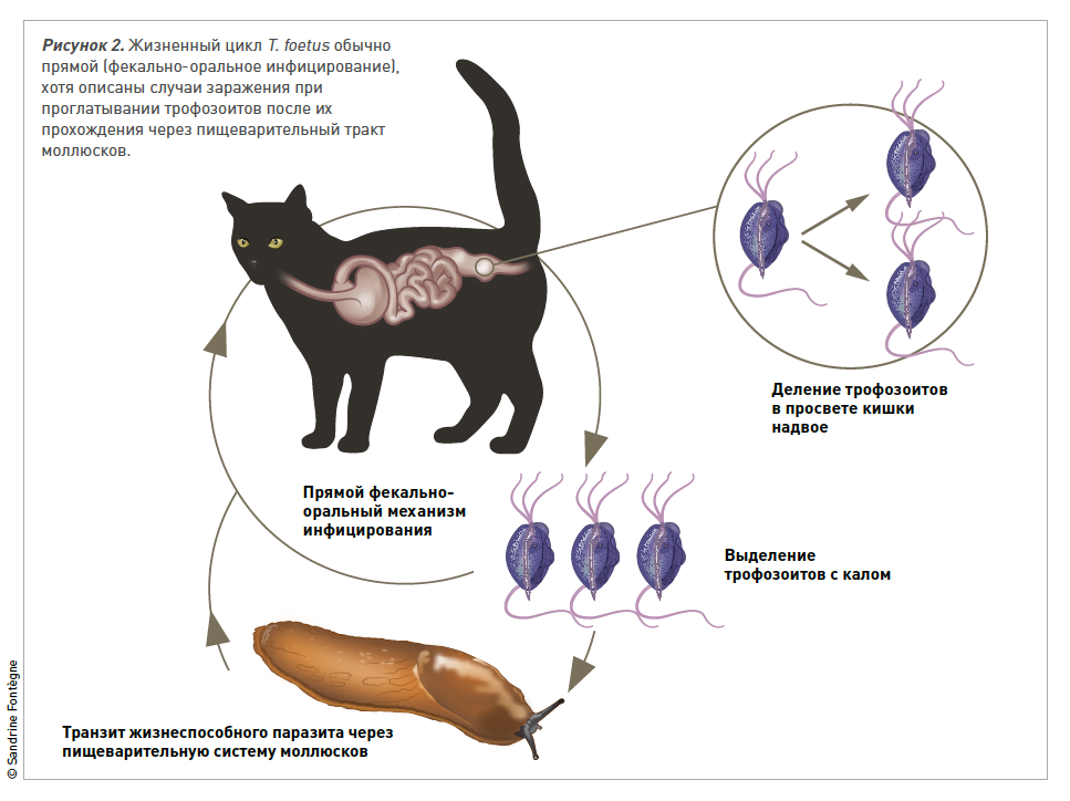 Дифиллоботриоз: симптомы, лечение и профилактика у собак и кошек