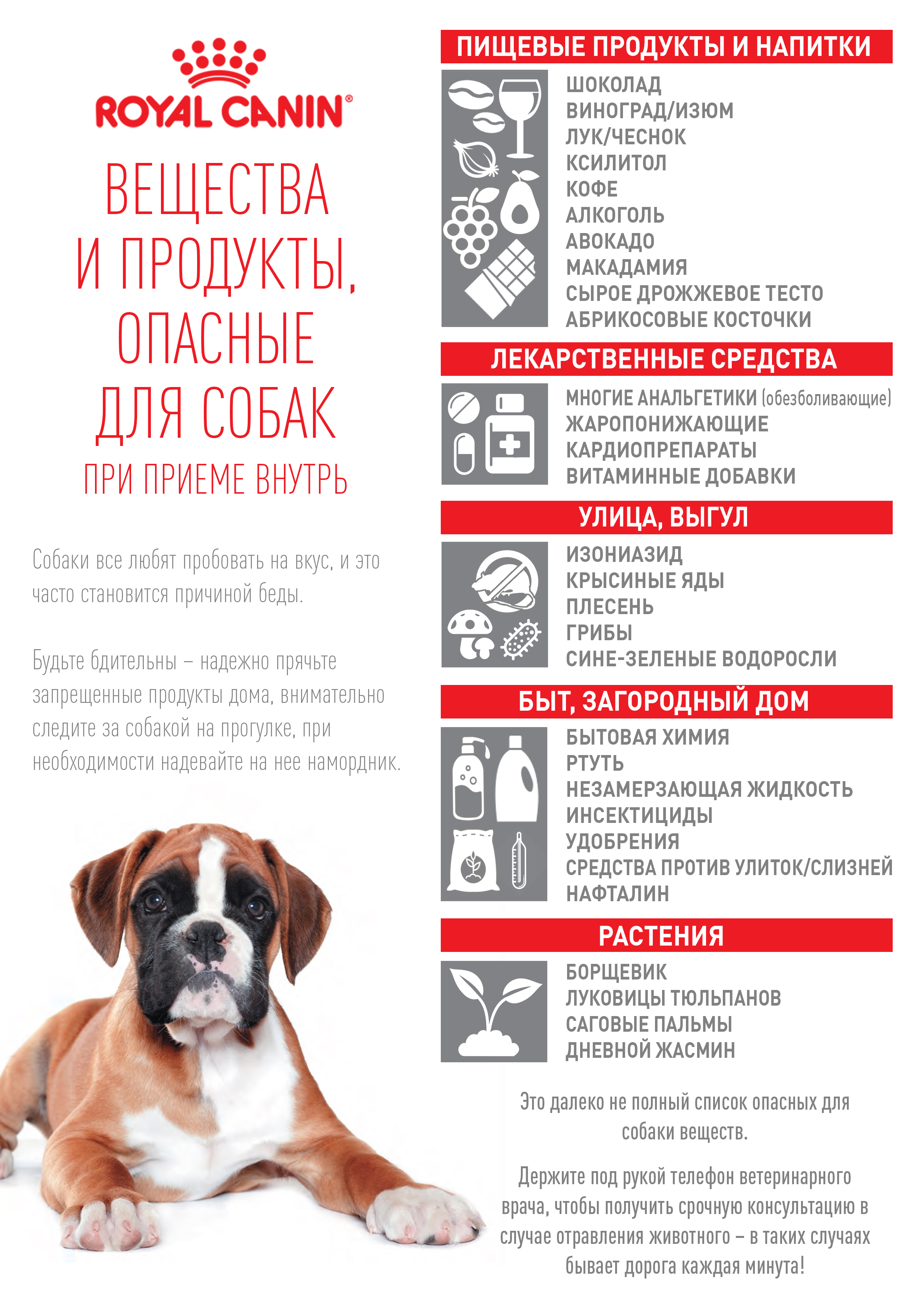 лекарства опасные для собак