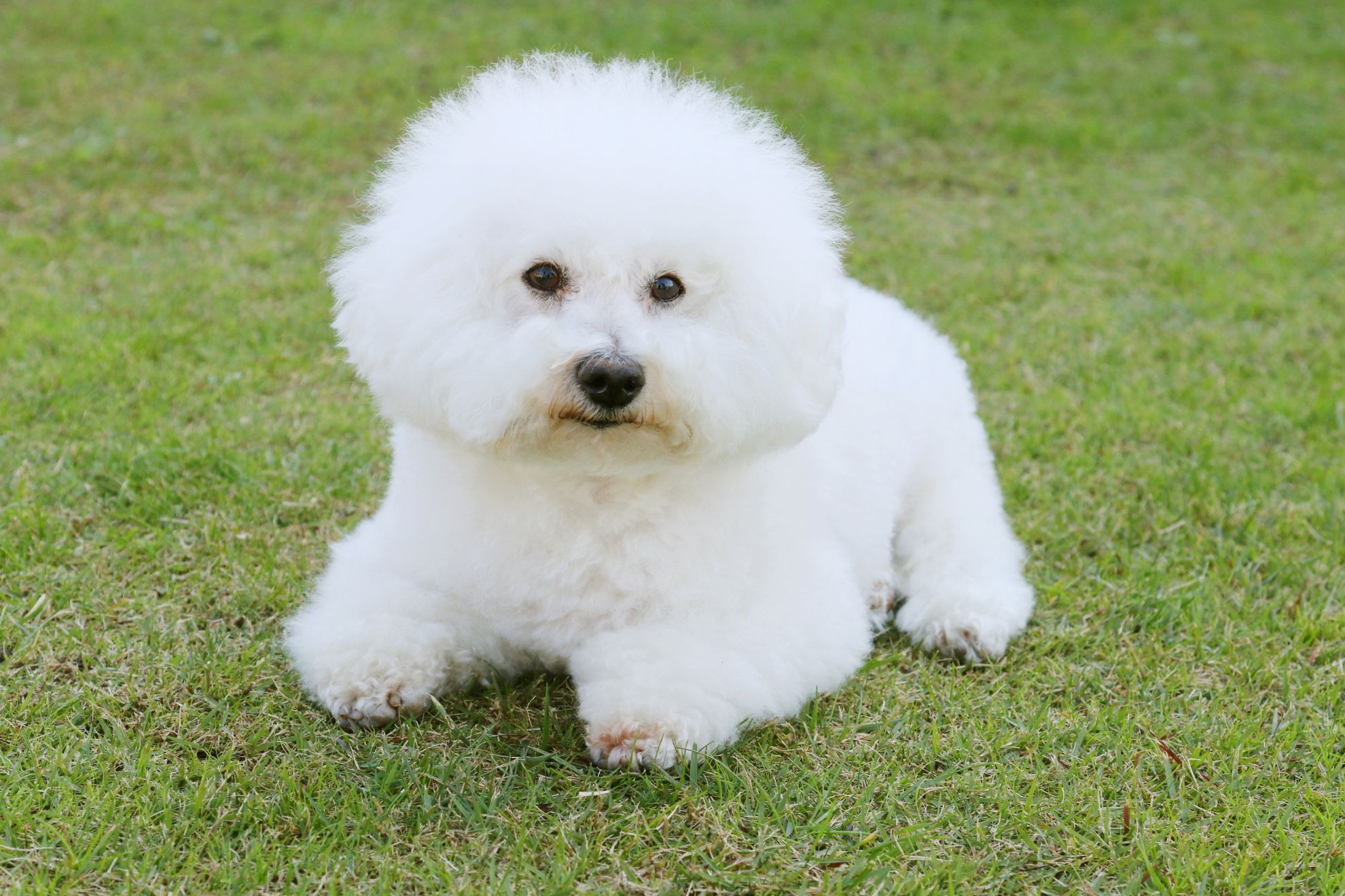 bichon_frise.jpg