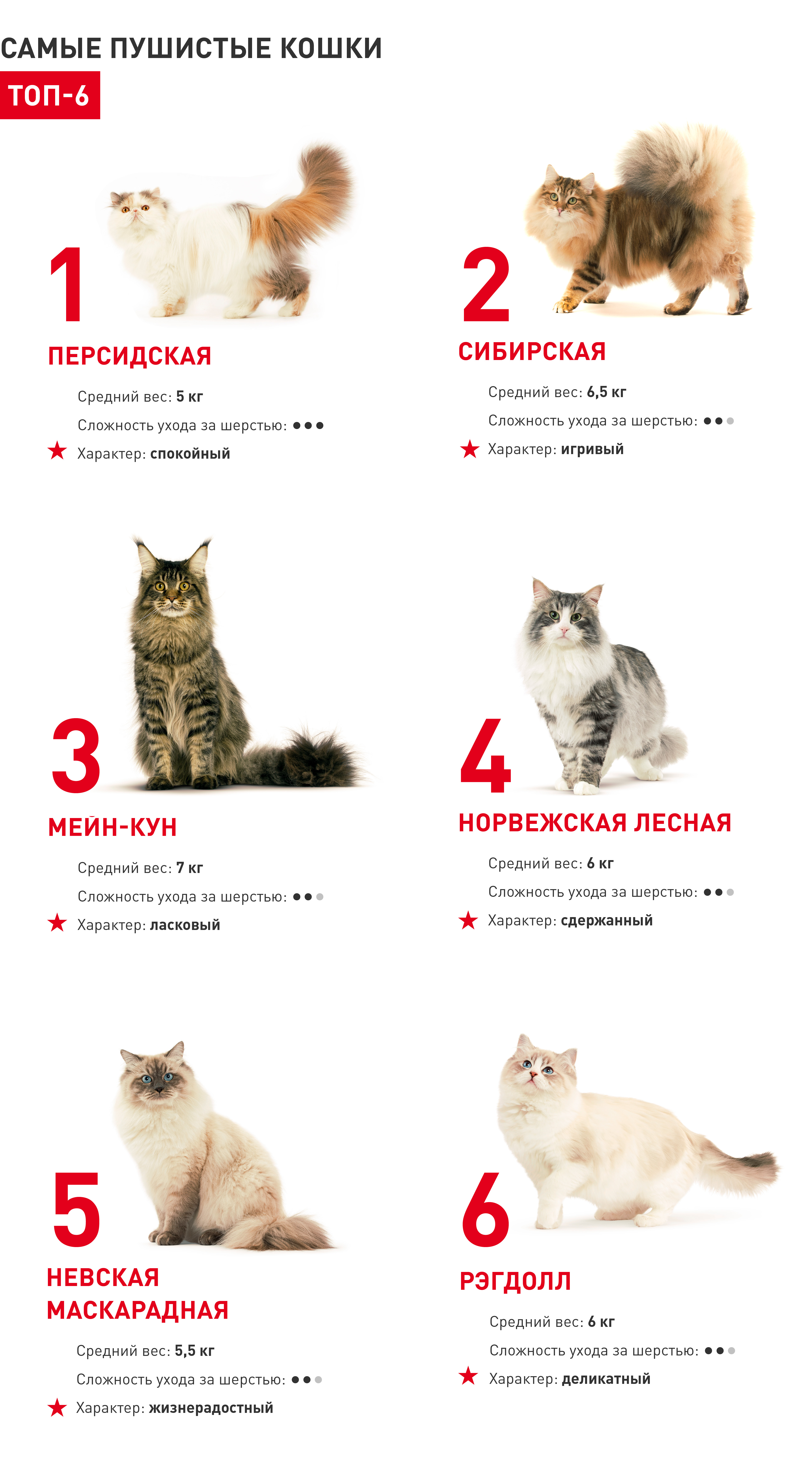 Размер домашней кошки. Средний вес кошки. Средний вес кошки домашней. Вес обычной кошки. Средняя масса кошки.