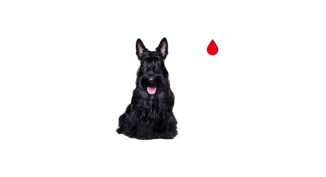 Основные окрасы собак