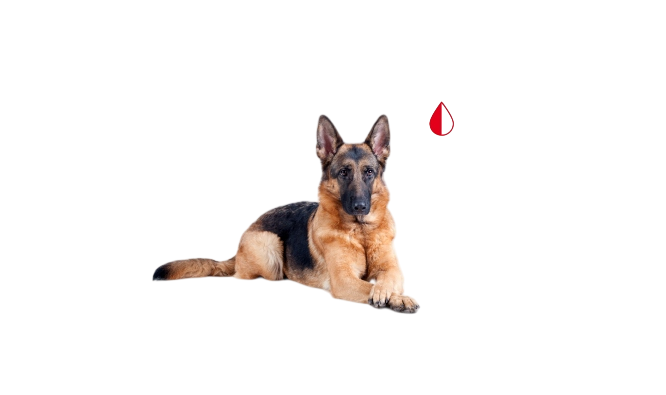 Комбинированные окрасы собак