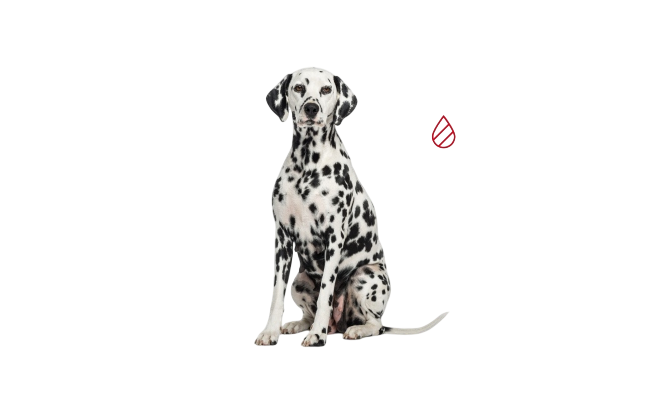 Модифицированные окрасы собак