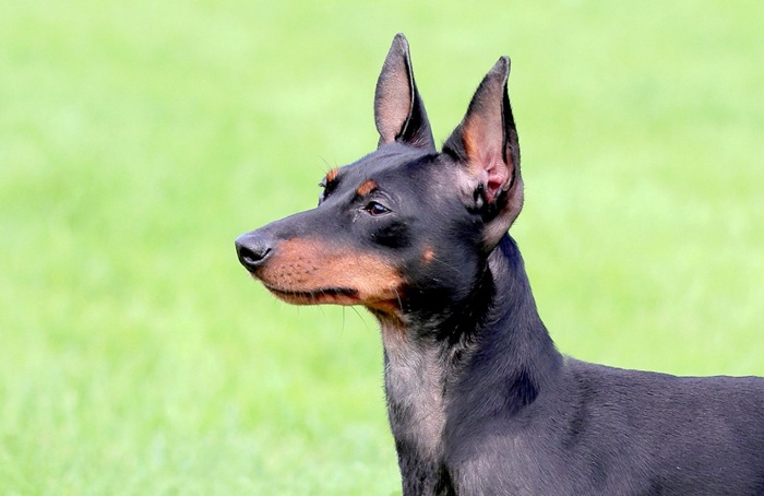 english_toy_terrier.jpg