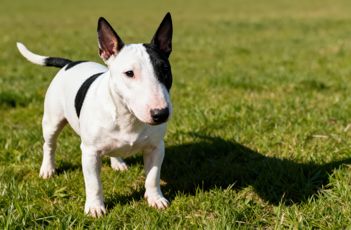 miniature_bull_terrier.png