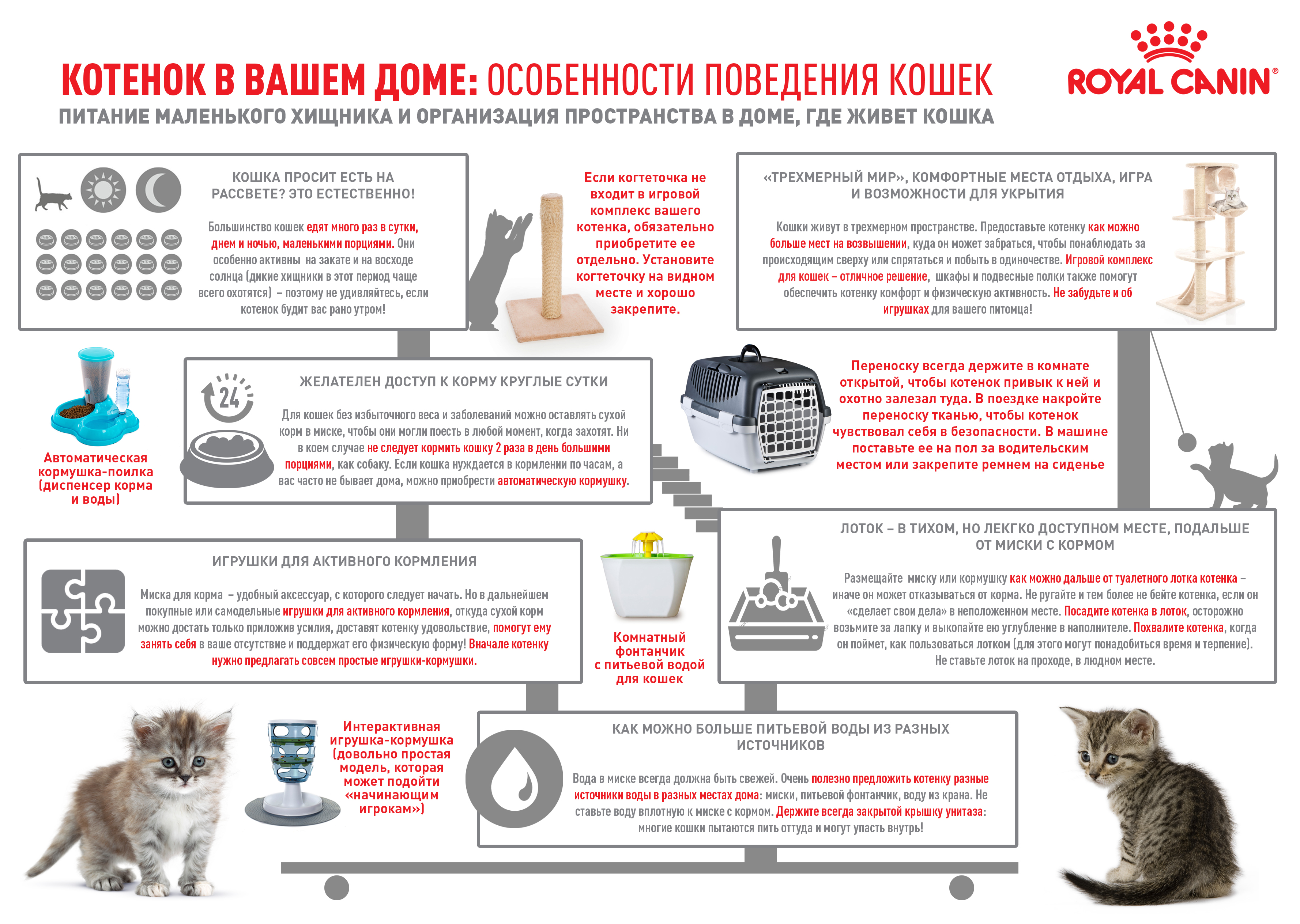 Котенок_в_вашем_доме_2.jpg Котенок_в_вашем_доме_2.jpg