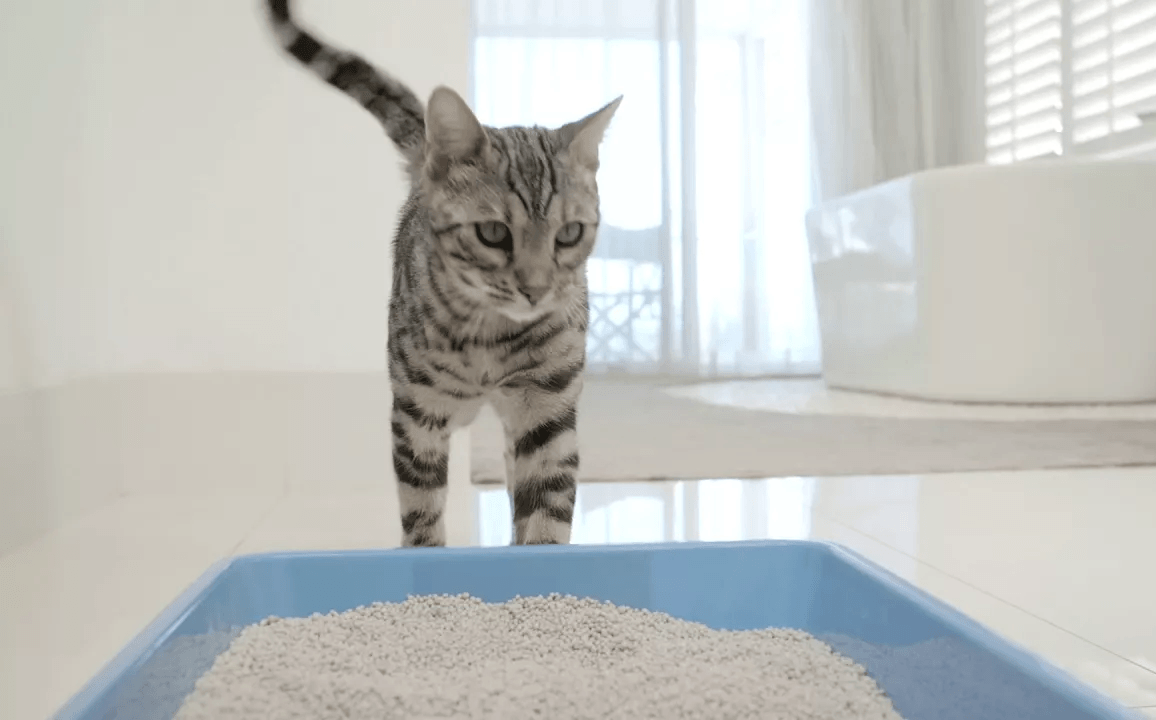 Одного лотка на кошку недостаточно