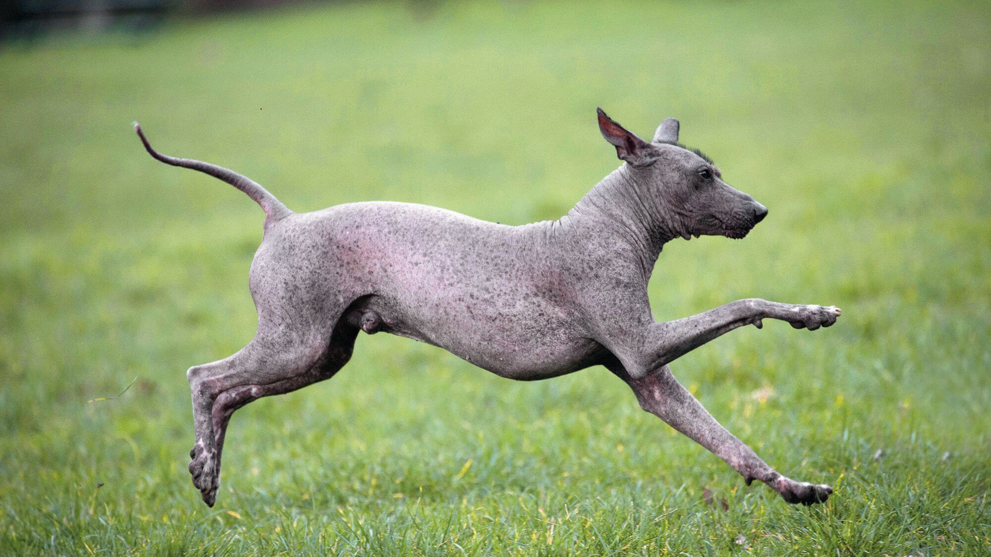peruvian_hairless_dog.jpg
