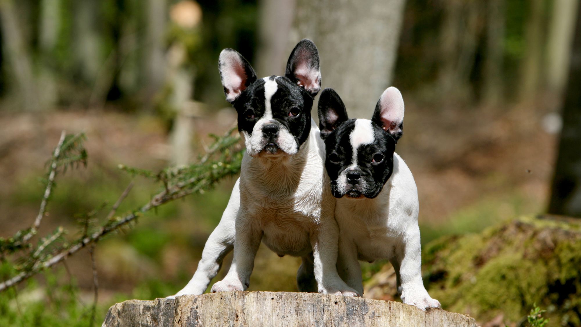 french__bulldog.jpg