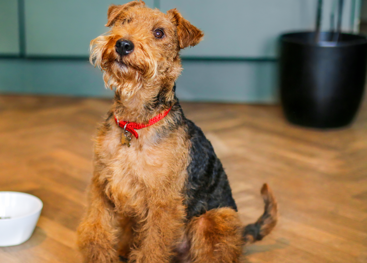 welsh_terrier.jpg