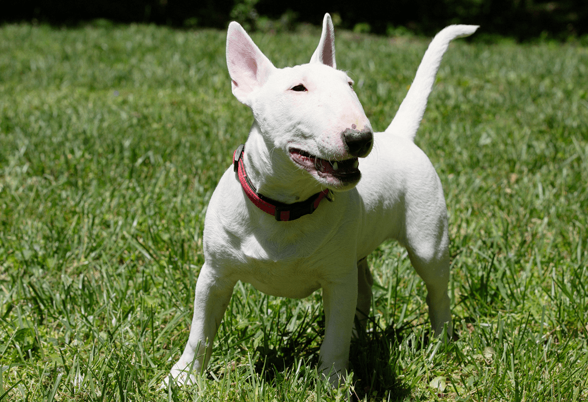 miniature_bull_terrier.png