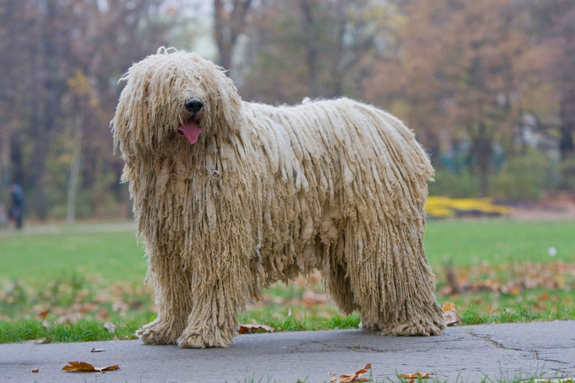 komondor.jpg