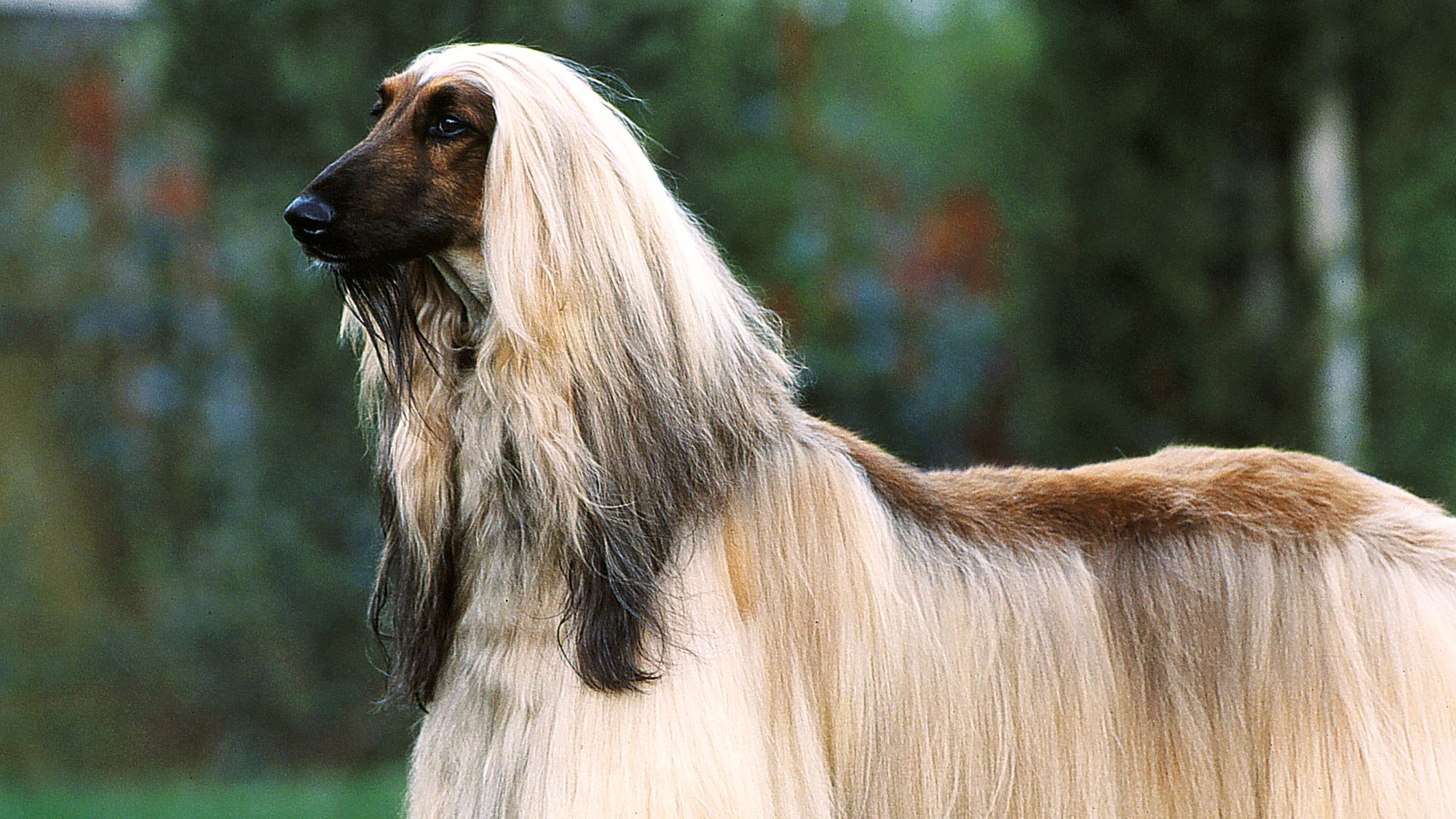 afgan_hound.jpg