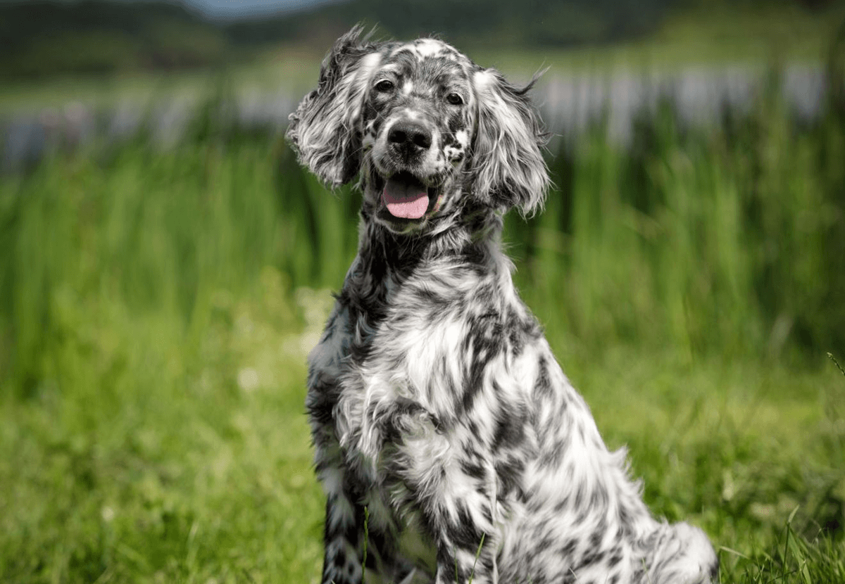 english_setter.jpg