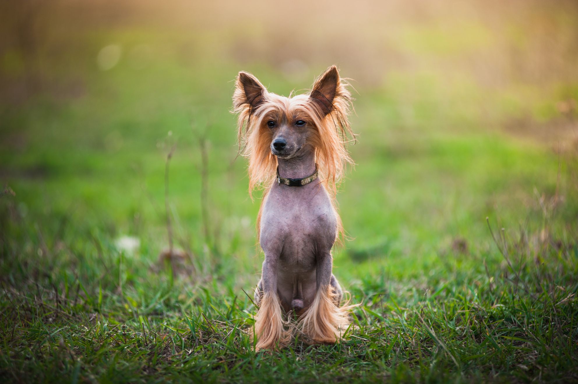 chinese_crested.jpg