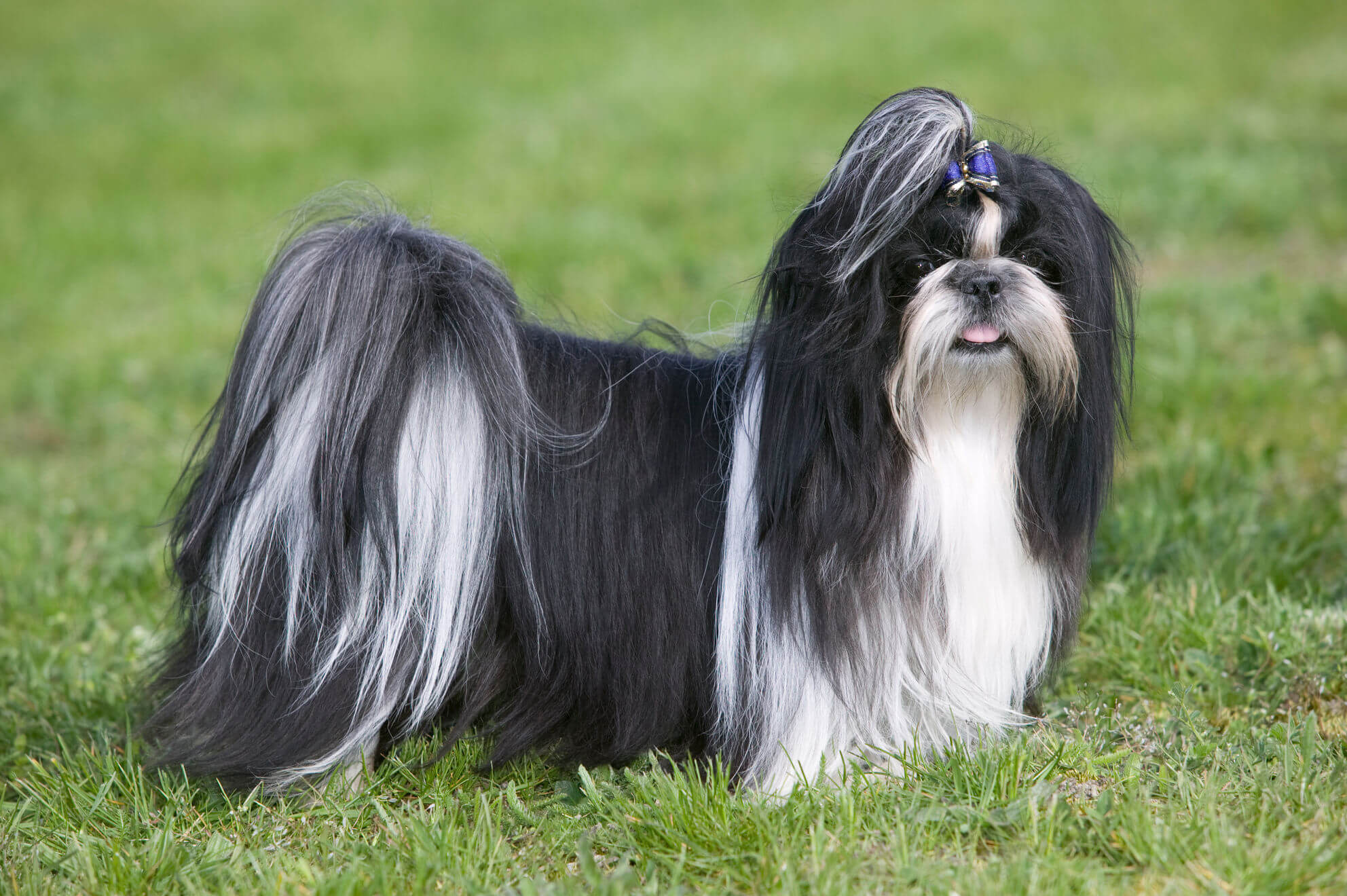 shih_tzu.jpg