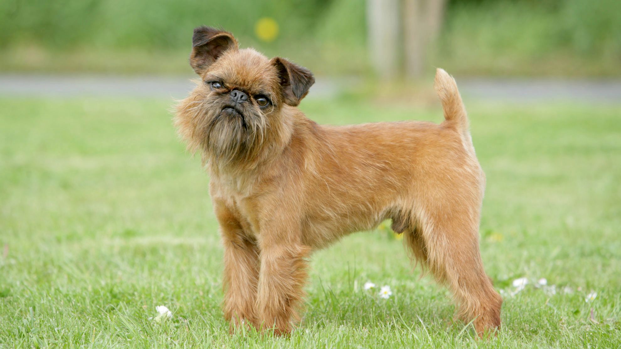 brussel_griffon.jpg