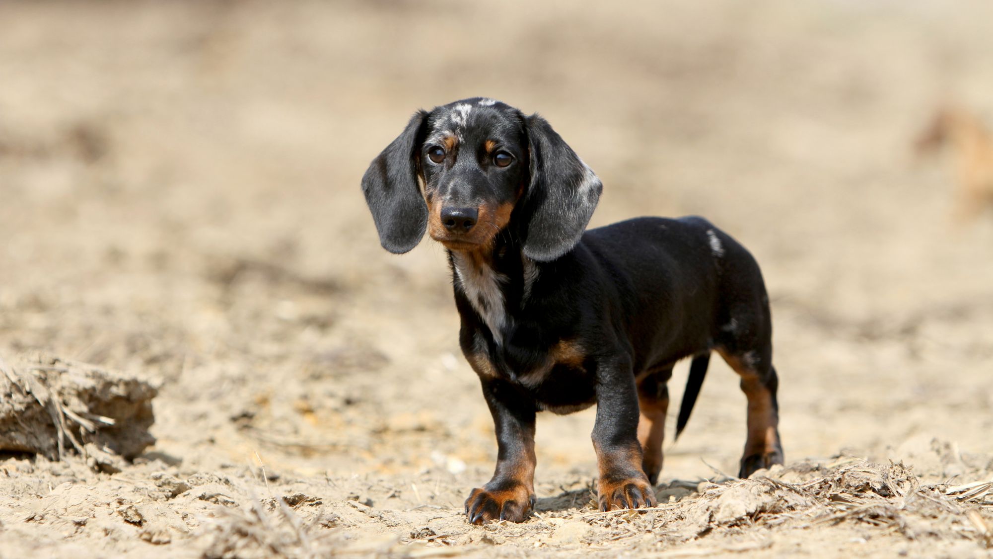 dachshund.jpg
