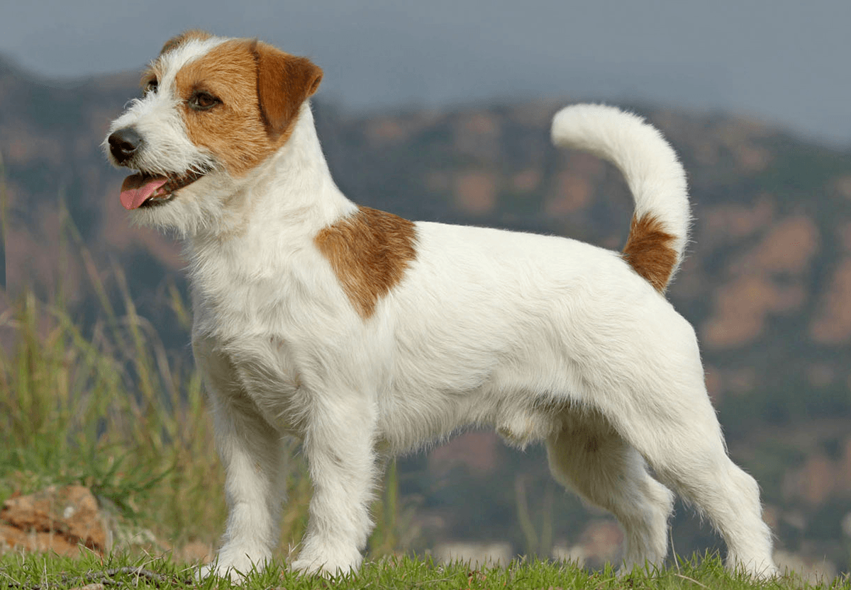 jack_russell_terrier.jpg
