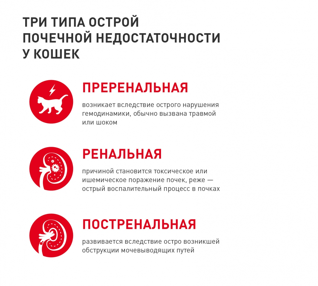 Три типа острой почечной недостаточности у кошек