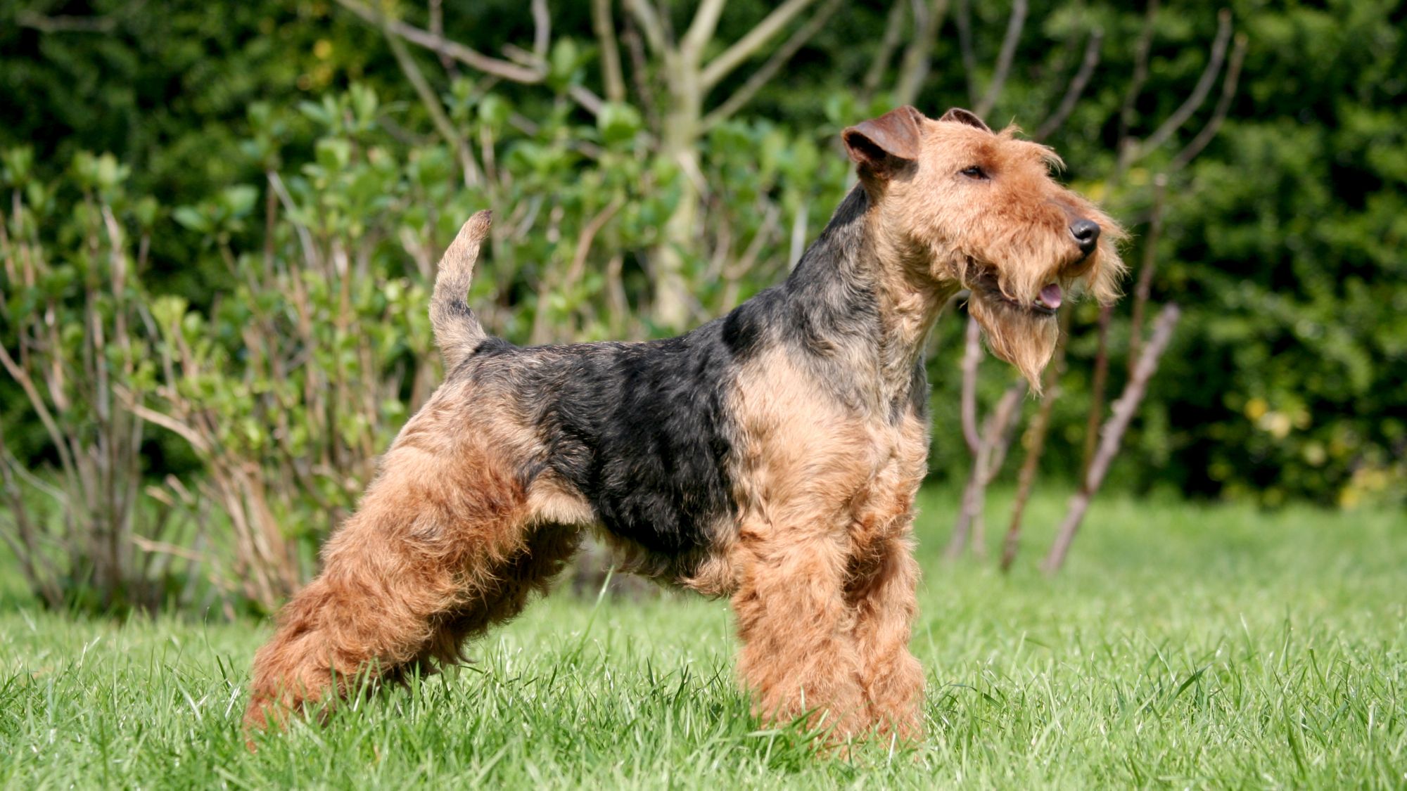 welsh_terrier.jpg