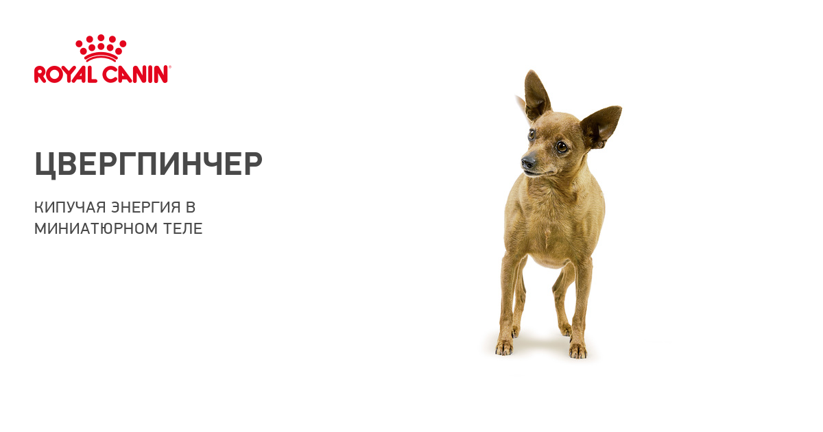 Карликовый пинчер (цвергпинчер) – фото собаки, описание характера карликовый пинчера и характеристика породы
