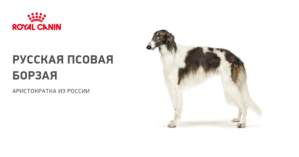 Подробное описание и характеристика породы русская псовая борзая