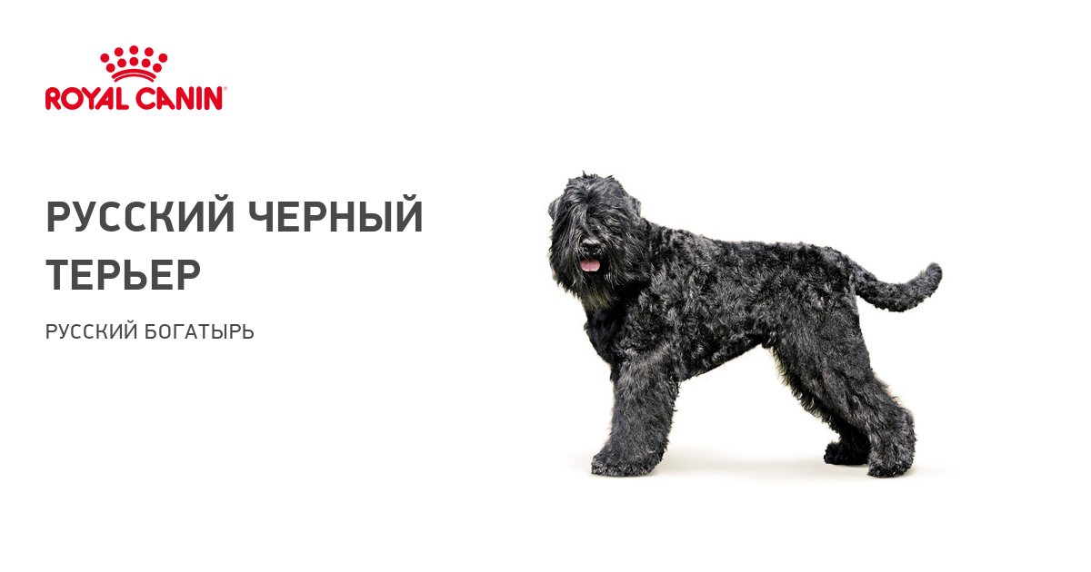 Как выбрать щенка русского чрного терьера