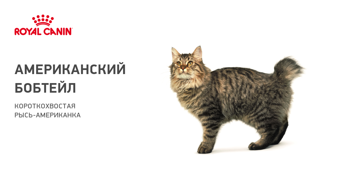 Американский бобтейл кошки и коты