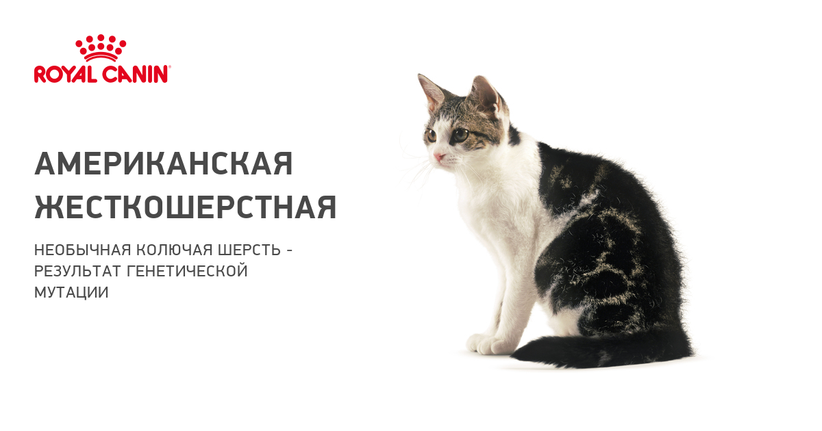 Особенности породы американская короткошерстная кошка