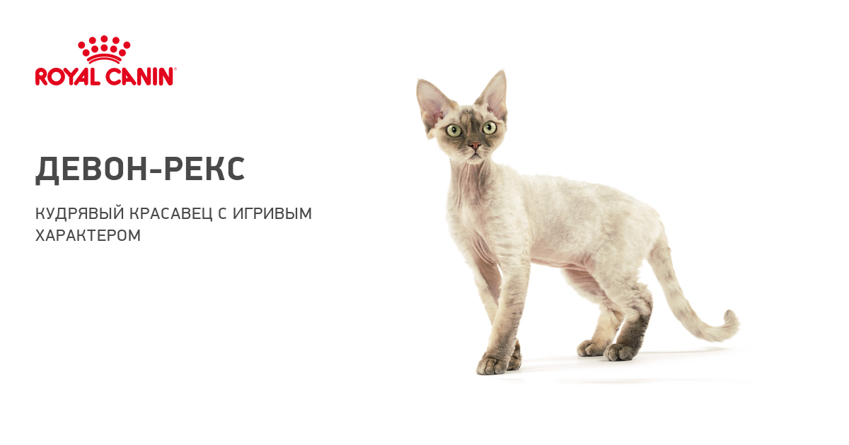 Девон Рекс коты и кошки