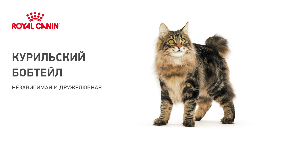 Курильский Бобтейл – фото кошки, описание характера курильских бобтейлов и характеристика породы