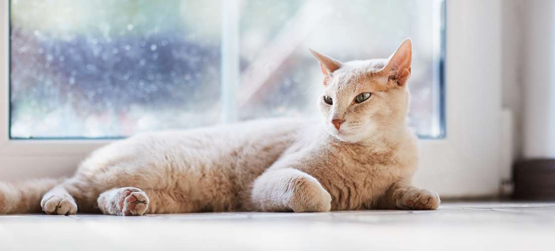 Кишечные хронические вирусные инфекции кошек