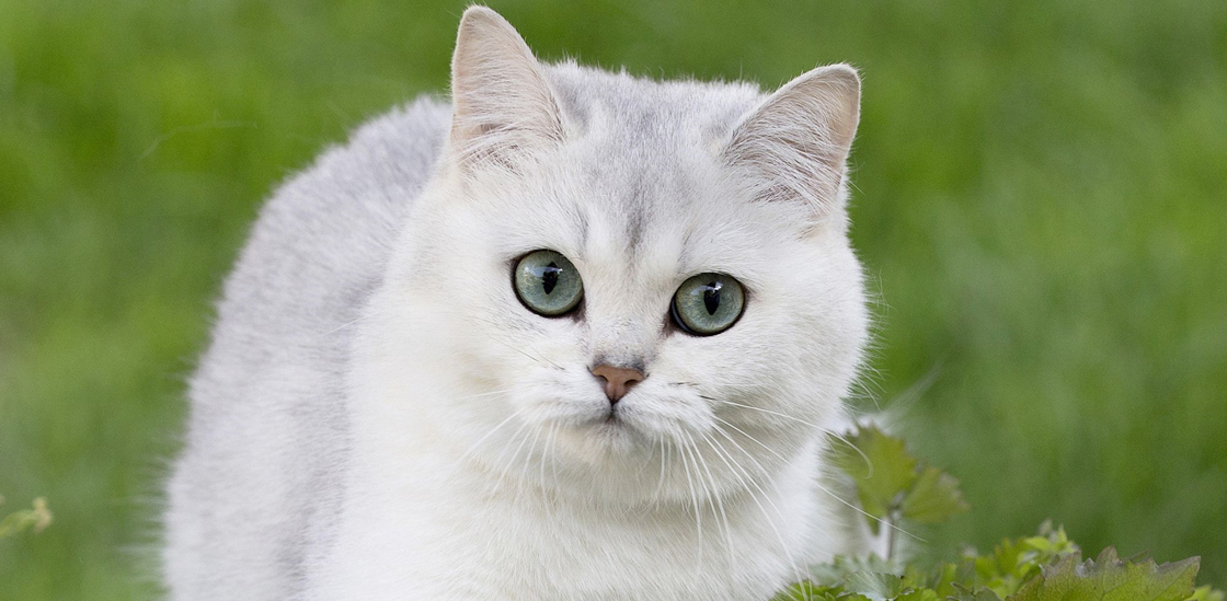 Об уходе за беременными животными в жаркое время года