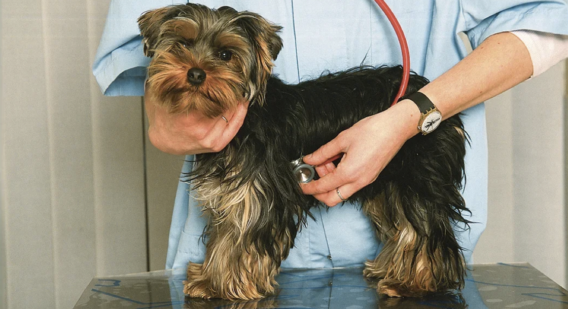 Лабораторная диагностика инфекционных и вирусных заболеваний