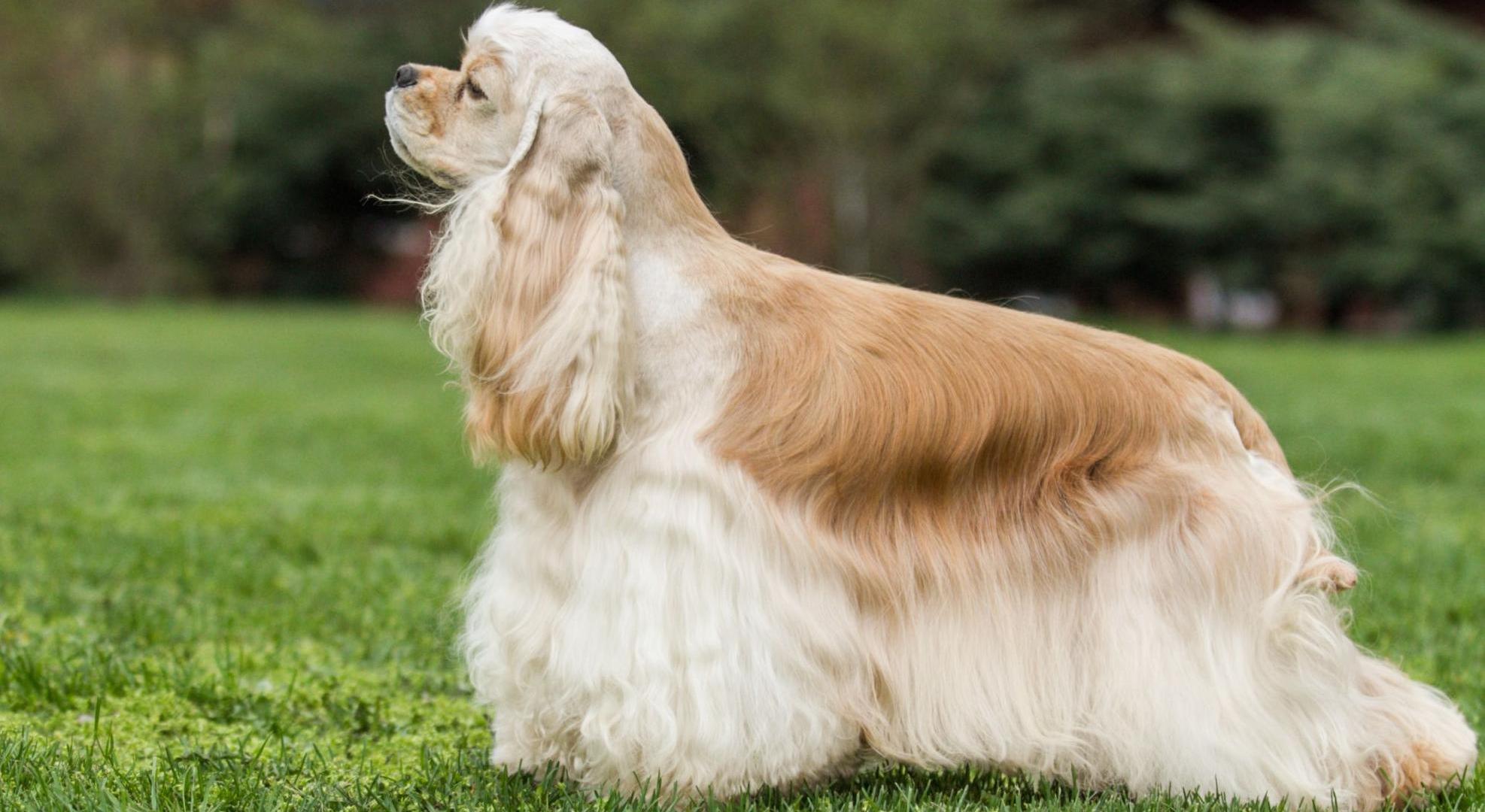 Племенное разведение собак