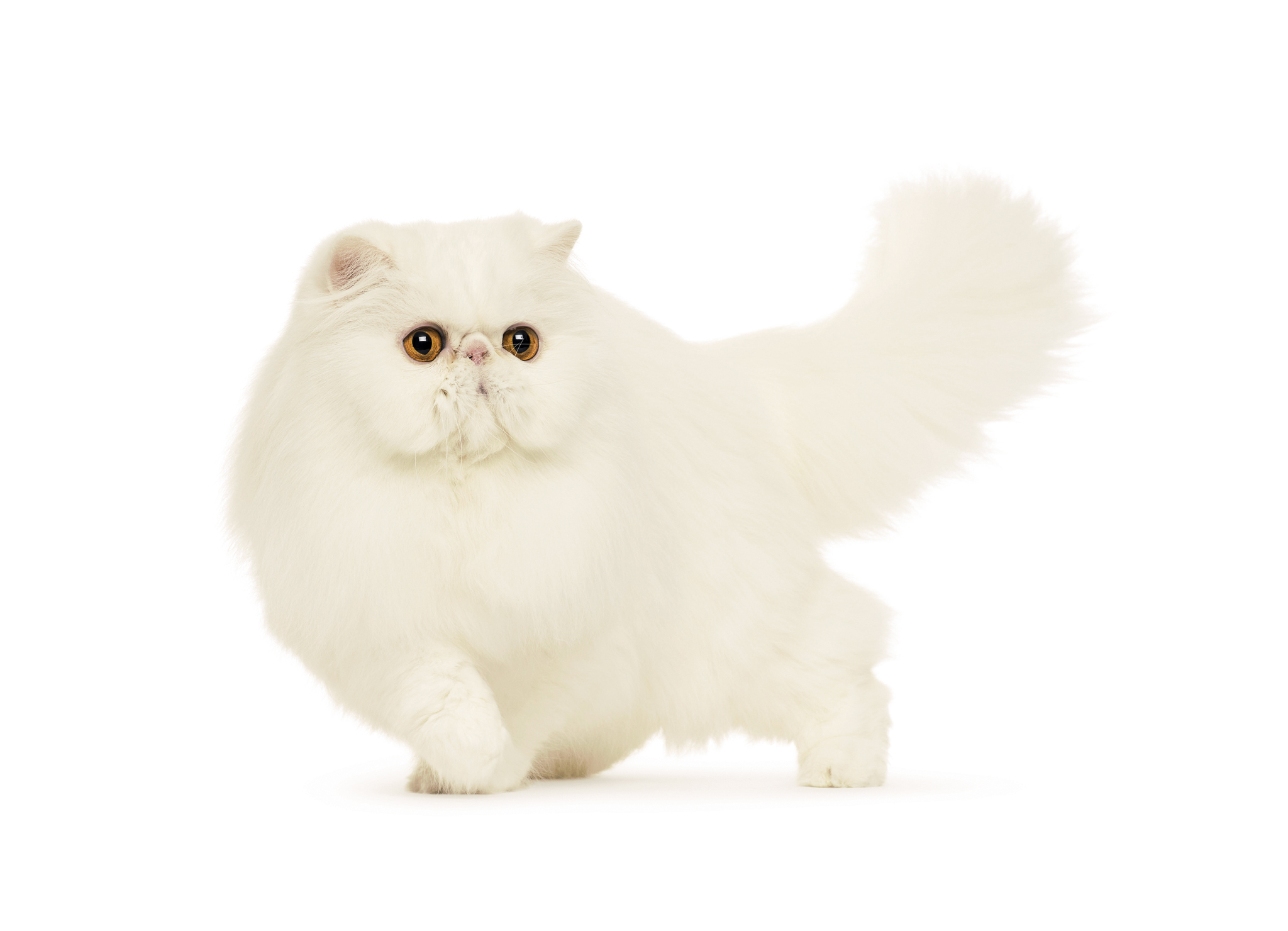 persidskaya koshka foto opisanie osobennostej persov i harakteristika porody