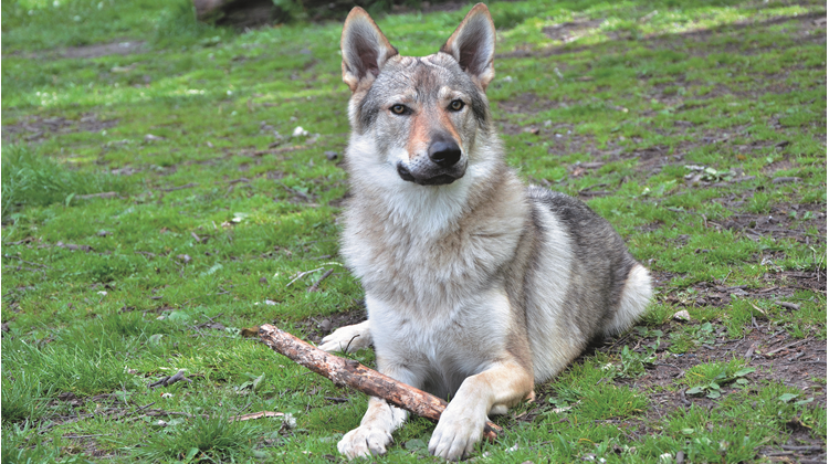 Заболевания собак, связанные с породной принадлежностью и неправильно подобранной диетой