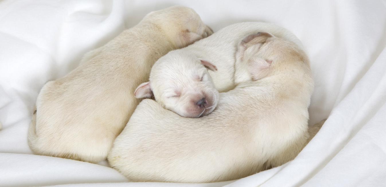 Как выкормить новорожденного щенка без матери?