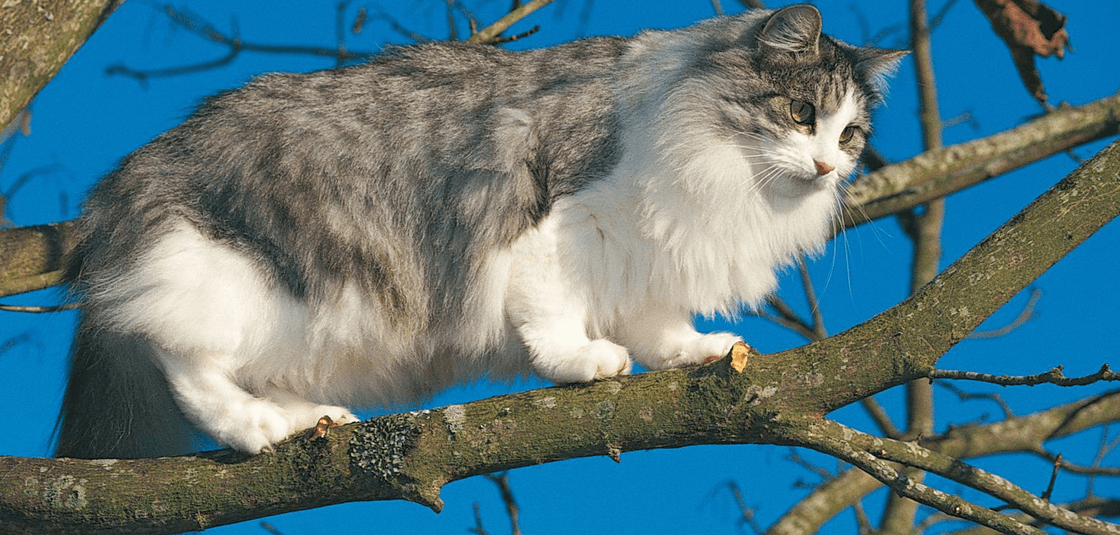 10 важных фактов о кошках, которые должен знать каждый владелец