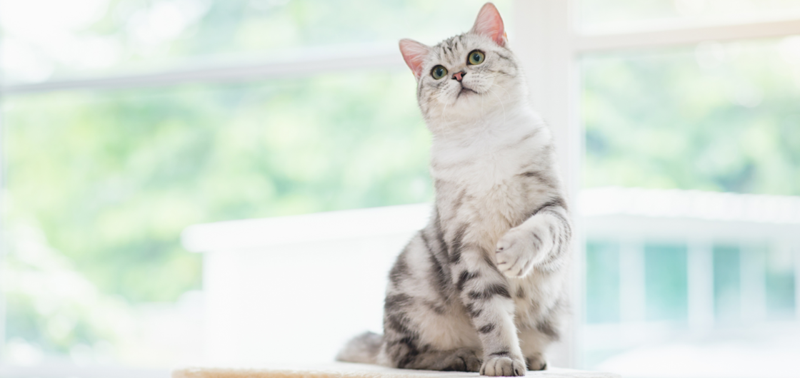 Генетические тесты для кошек