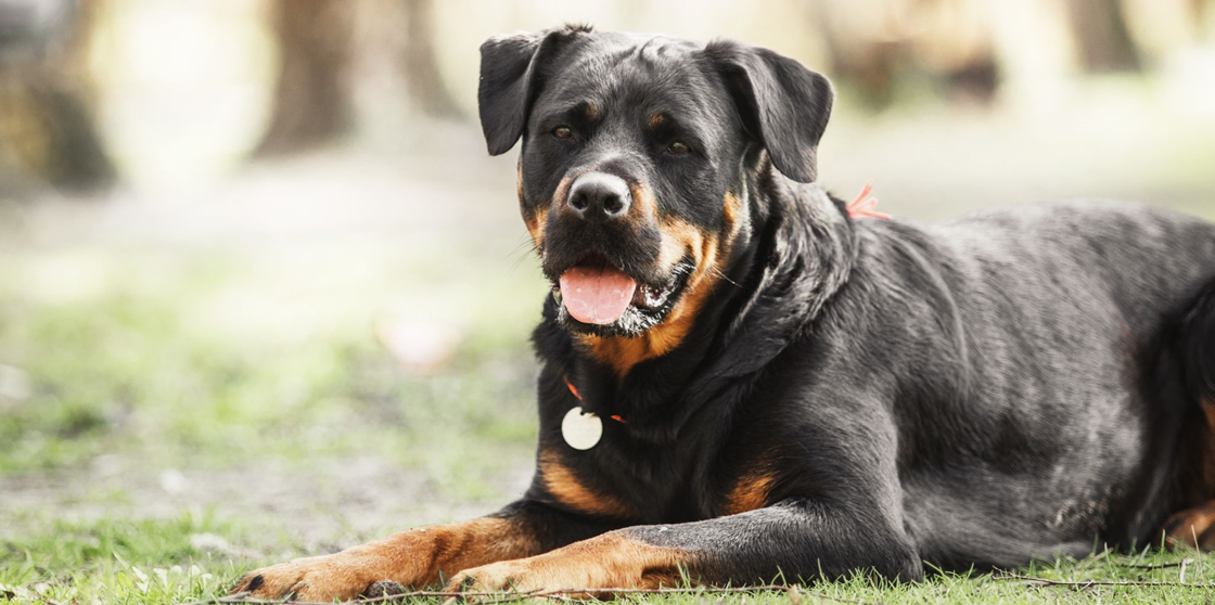 Скрытая течка у собак