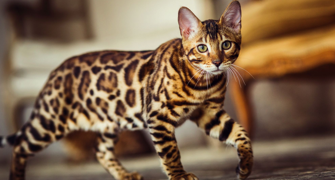 Гастрит у кошек: причины