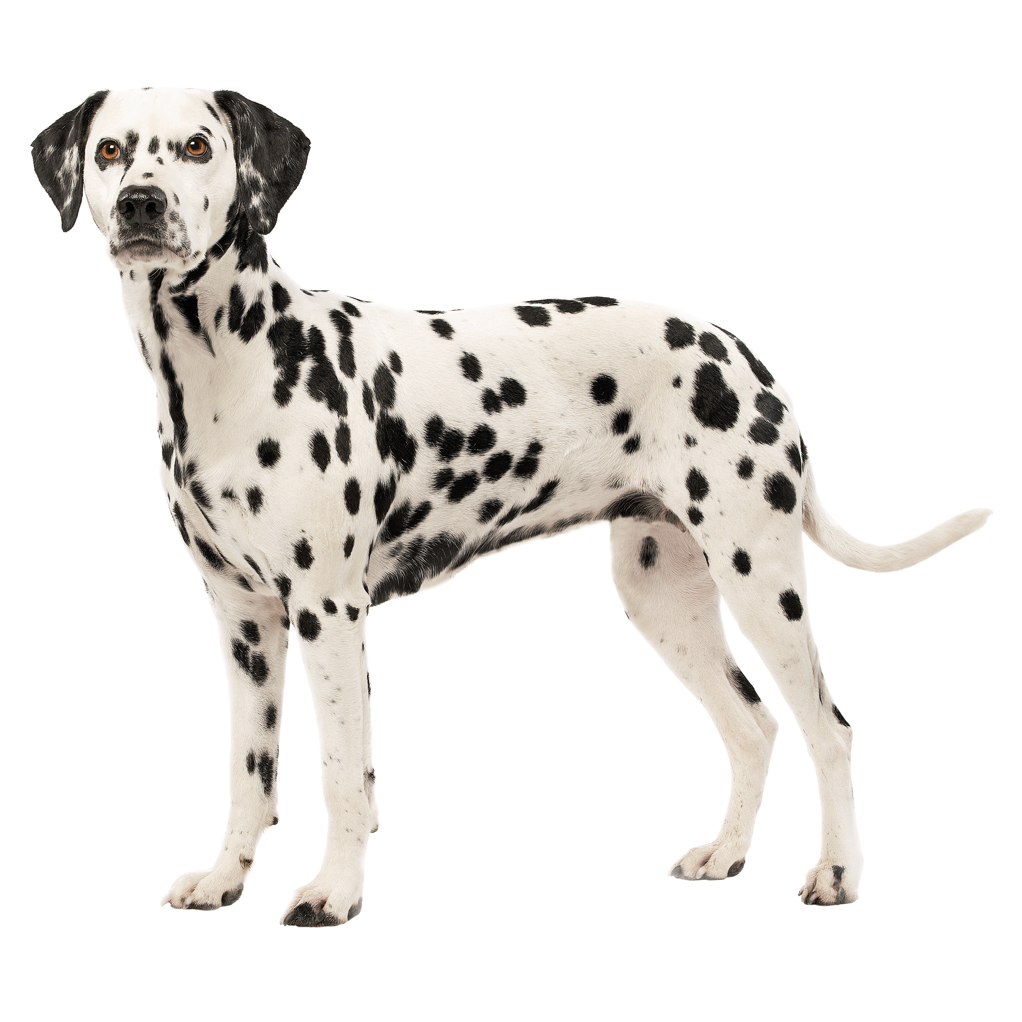 Рассмотрите фотографию собаки породы далматин. Собака далматинец. Далматин собака. Далматинец щенок. Собака далматинец рост.